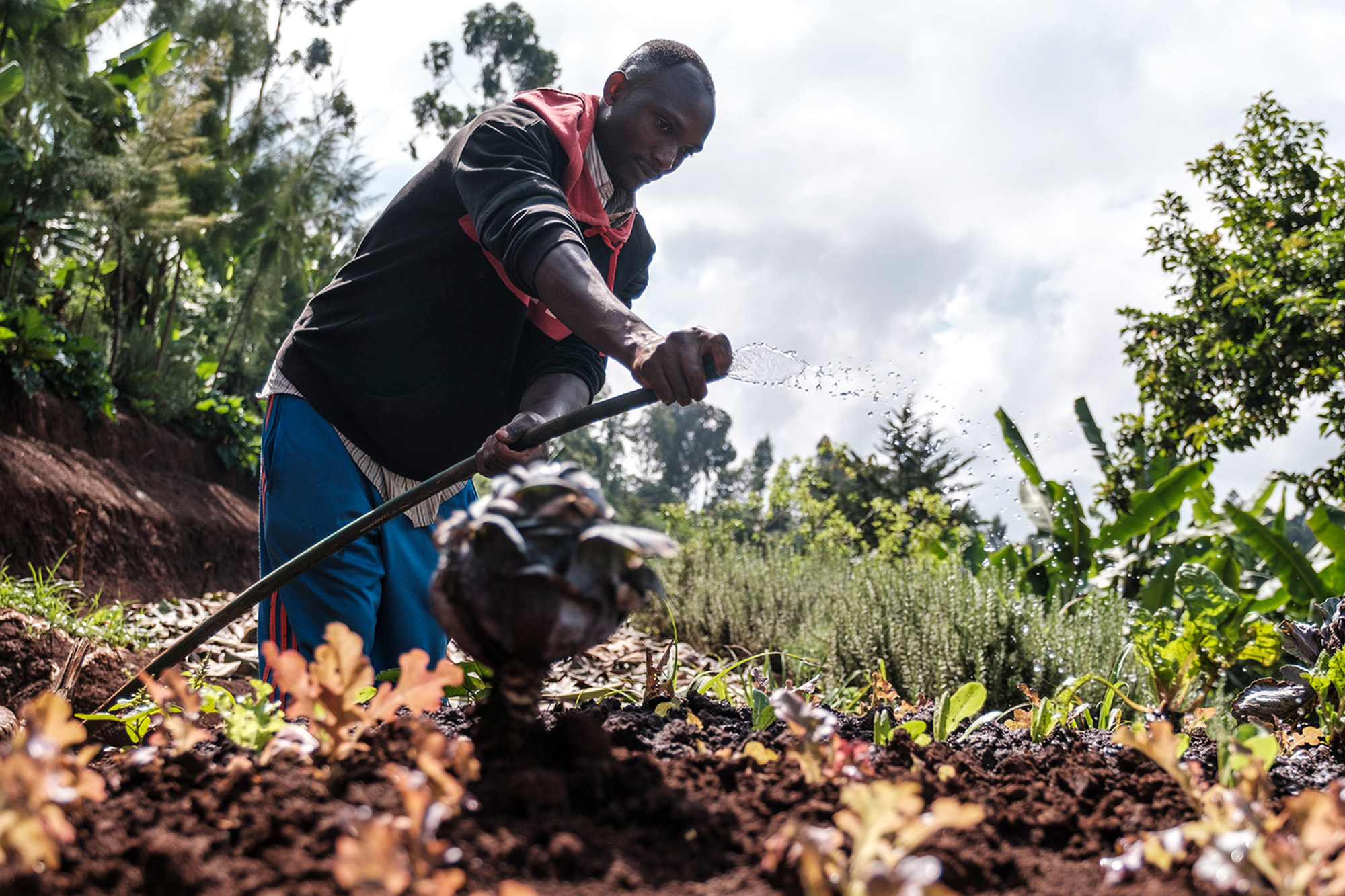 A man watering a vegetable garden.